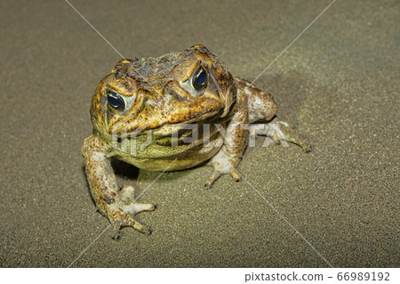 Cane Toad, Marino Ballena National Park, Costa Rica Cane Toad, Marino Ballena National Park, Costa Rica 66989192