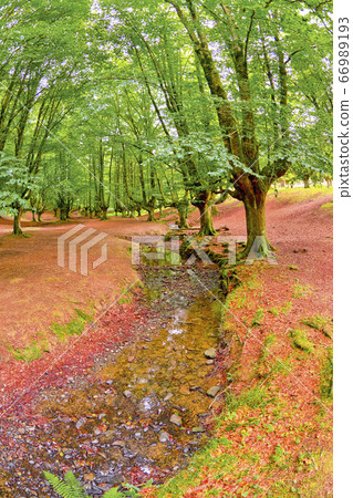 Otzarreta Beech Forest, Gorbeia Natural Park, Spain 66989193
