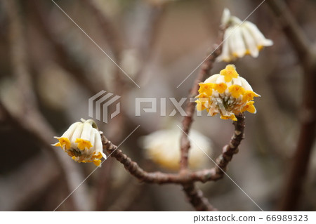 Mitsumata Flower Mitsumata Flower 66989323