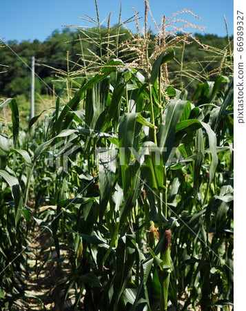 Organic cornfield in summer in Korea Organic cornfield in summer in Korea 66989327