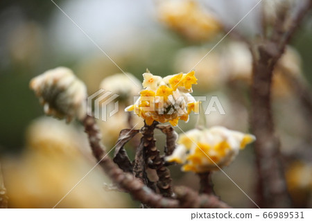 Mitsumata Flower 66989531