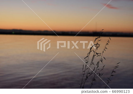 Grass silhouette Grass silhouette 66990123