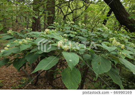 北漢山國家公園大成門 北漢山國家公園大成門 66990169