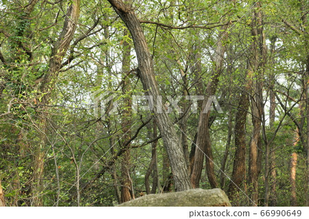 北漢山、國立公園、寶賢峰 北漢山、國立公園、寶賢峰 66990649