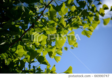 Early summer landscape Early summer landscape 66990747