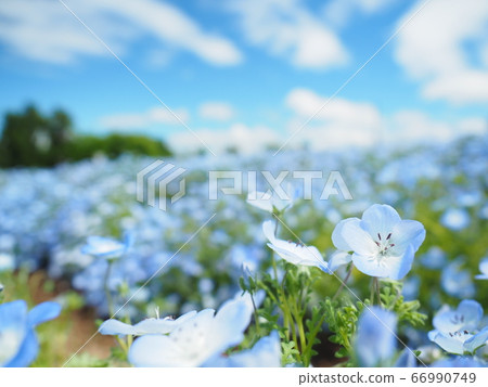 Hokkaido landscape Sapporo Satoland Nemophila field Hokkaido landscape Sapporo Satoland Nemophila field 66990749