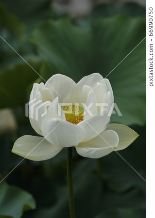 Yamaka City Kao Ancient Forest Lotus Flower Yamaka City Kao Ancient Forest Lotus Flower 66990750