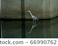 River herons 66990762