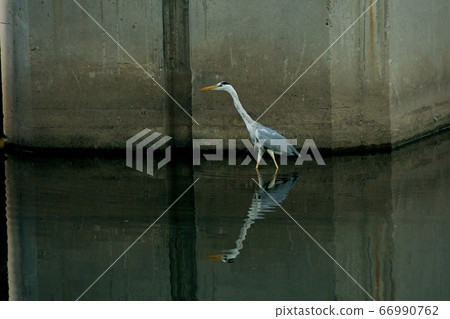 River herons River herons 66990762