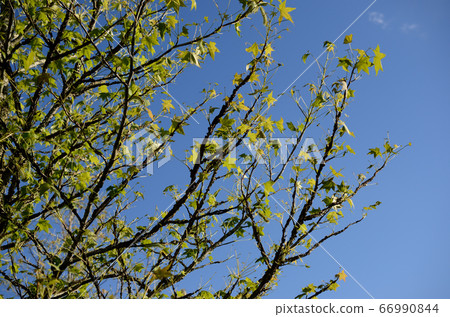 Pest damage 66990844