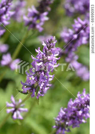 Purple betony Purple betony 66990953