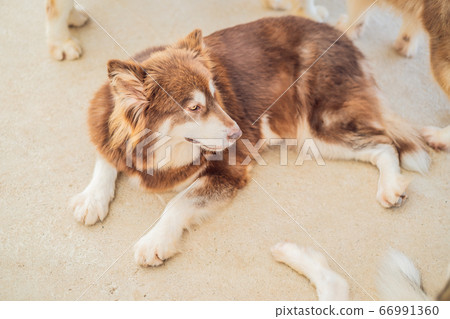 Fluffy brown dog lies on the floor 66991360
