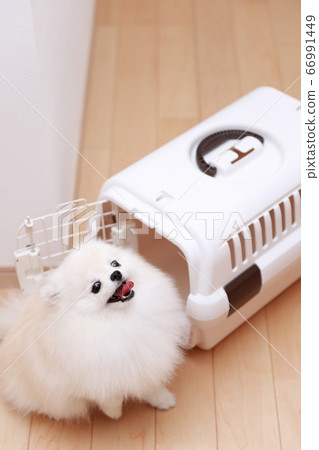 pomeranian crate