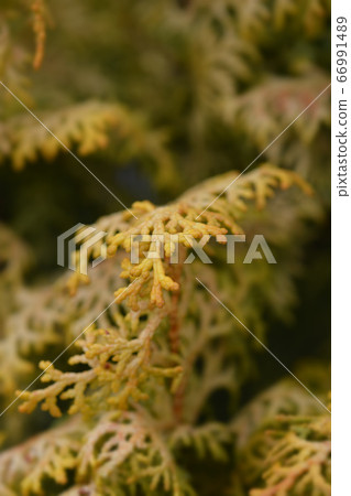 Hinoki cypress Lucas 66991489