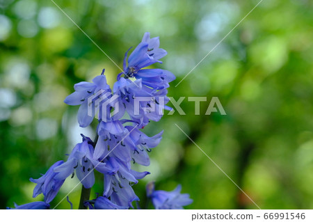 Flower of daffodil (Schiller Hispanica) 66991546