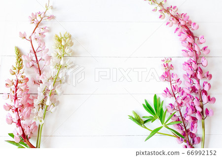 White and pastel pink lupins on a vintage white wooden background. Top view of a flower frame. Lovely summer flat lay. Copy space for your text and product. 66992152