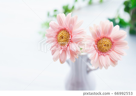 Gerbera flowers placed on a wooden table Gerbera flowers placed on a wooden table 66992553