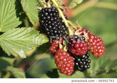Blackbarry while maturing on plant 66992743