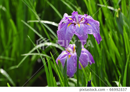 Flower iris (morning dew sizzle) Flower iris (morning dew sizzle) 66992837
