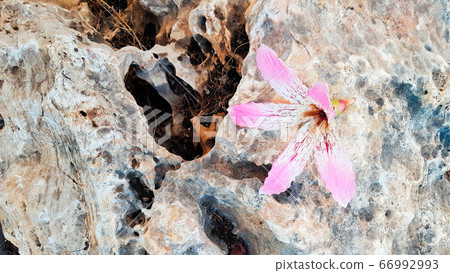 Close-up flower of the Silk Floss Tree (Chorisia speciosa or Ceiba speciosa). A large pink flower lies on a beige stone / background. Beauty wildlife and Geology concept, top view. 66992993