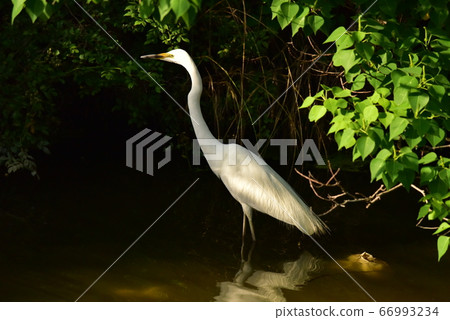 World heritage, Mozu Furuichi burial mound, Nitoku mausoleum with large egret flying 66993234