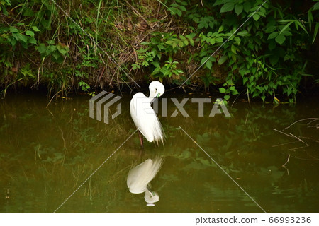 World heritage, Mozu Furuichi burial mound, Nitoku mausoleum with large egret flying 66993236