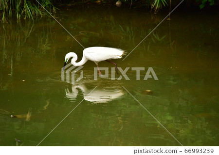 World heritage, Mozu Furuichi burial mound, Nitoku mausoleum with large egret flying 66993239