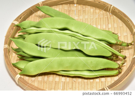 摩洛哥四季豆 66993452