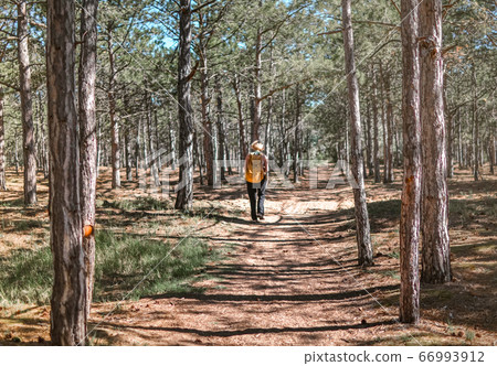 Girl from behind hiking along through the pine forest on a summer day 66993912