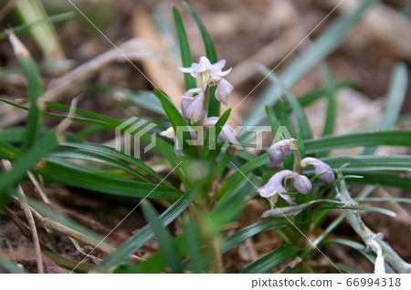 Japanese flower flower 66994318