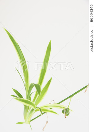 Orizuru orchid Orizuru orchid seed 66994346