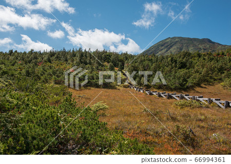 The wooded road, autumnal leaves and blue sky between Hirosawa Tashiro and Kumazawa Tashiro of Hiuchigatake, one of the 100 most famous mountains in Japan around Oze. 66994361