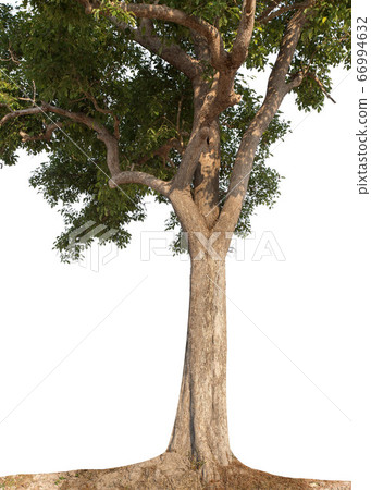 Isolated trees on white background. 66994632