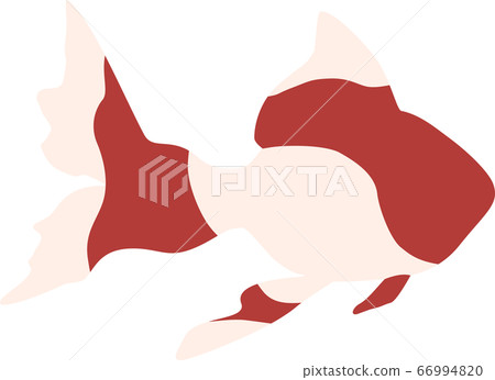 金魚 66994820