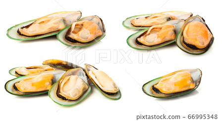 New Zealand greenshell mussels New Zealand greenshell mussels 66995348