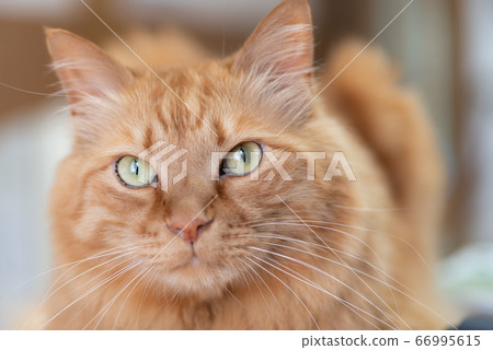 Relaxing cat tea tabby cat Relaxing cat tea tabby cat 66995615