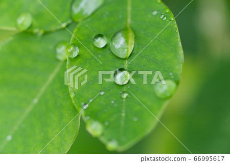 Wet leaves Wet leaves 66995617