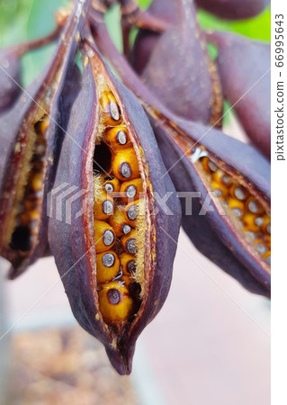 Fruits of the tree Brachychiton populneus or kurrajong. An unusual plant is native from Australia. 66995643