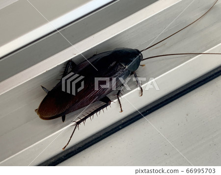 cockroach 66995703