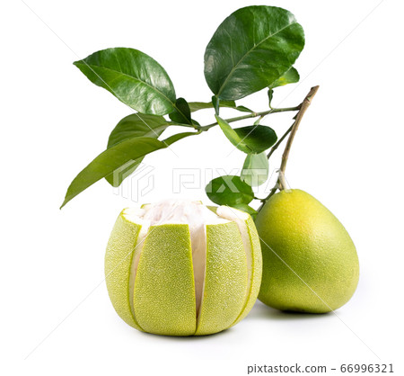 Pomelo mid-autumn festival white background go back pomelo isolated clipping path 切り抜き Pomelo mid-autumn festival white background go back pomelo isolated clipping path 切り抜き 66996321