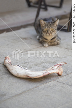 feeding a cat with raw bone at street 66996327