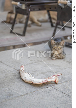 feeding a cat with raw bone at street 66996328