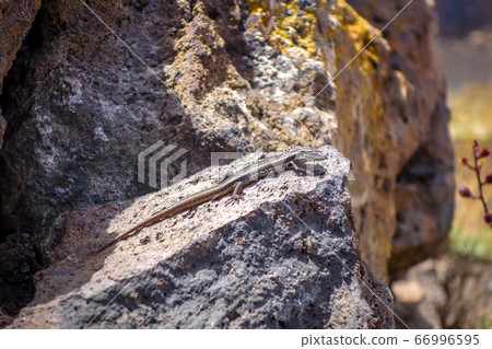 Lizard in Pico do Fogo crater, Cape Verde 66996595