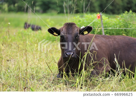 Japanese beef Japanese beef 66996625