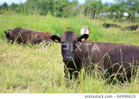 Japanese beef Japanese beef 66996626