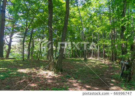 Mountain path of Sasone (Makiyori and Sasone) 66996747