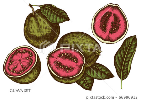 Vector set of hand drawn colored guava Vector set of hand drawn colored guava 66996912