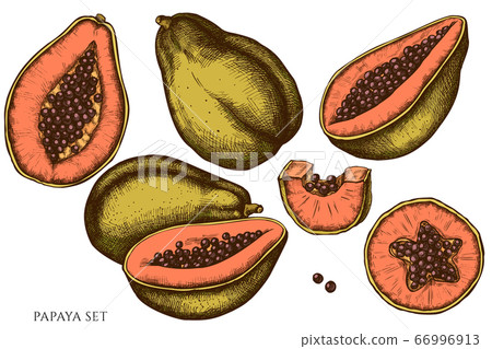 Vector set of hand drawn colored papaya Vector set of hand drawn colored papaya 66996913