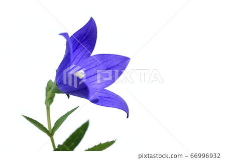 桔梗花在秋天的七種草藥之一 固定照片 照片素材 圖片 圖庫