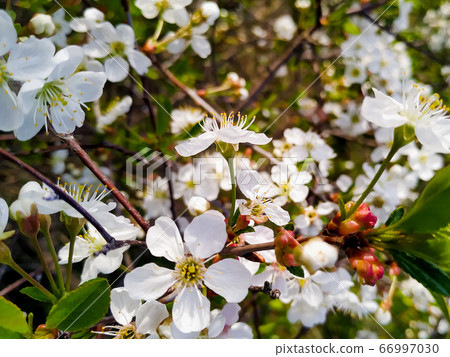 The focus of this photo is on the central flower. Blooming sakura. Spring is as a renewal of life concept 66997030